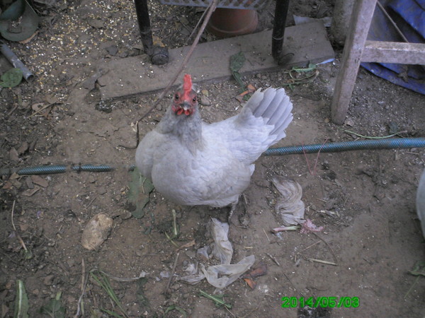 Qui a dit qu'une poule ne chante pas?