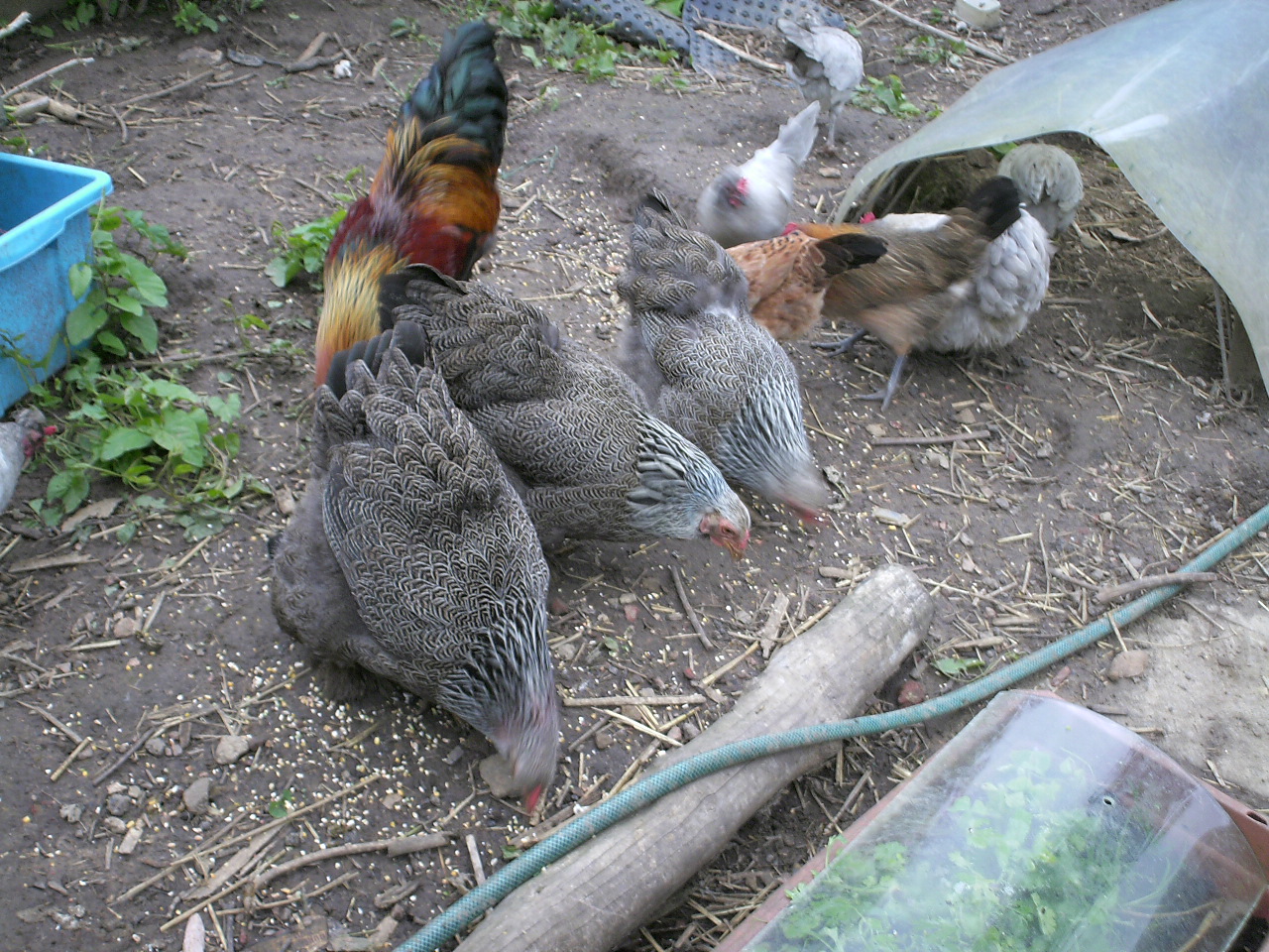 Coquilles d'huitres concassées pour Fond de cage à oiseaux 5 kg - Oiseaux -  Animal.Compagnie